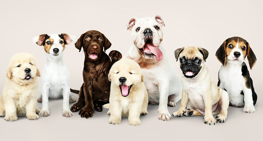 group of different breed of dogs