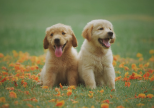 two golden retriever puppies