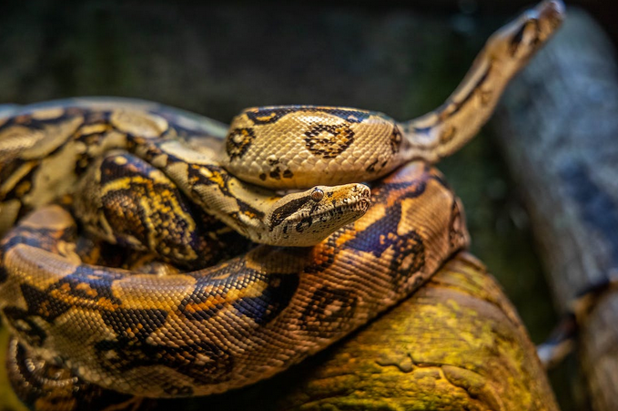 snake